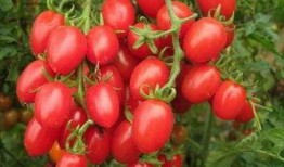 快手网红圣女果吃瓜,揭秘网红圈幕后故事