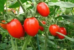 快手网红圣女果吃瓜,揭秘网红圈幕后故事