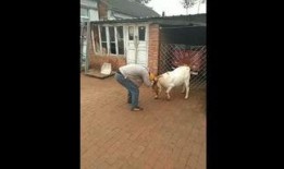 真羊视频在线观看,在线观看，感受真实羊群生活