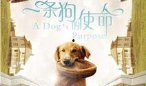 一条狗的使命3爆料视频,狗狗守护使命，感人故事再续篇章