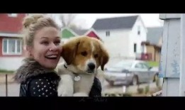 一条狗的使命3爆料视频,狗狗守护使命，感人故事再续篇章