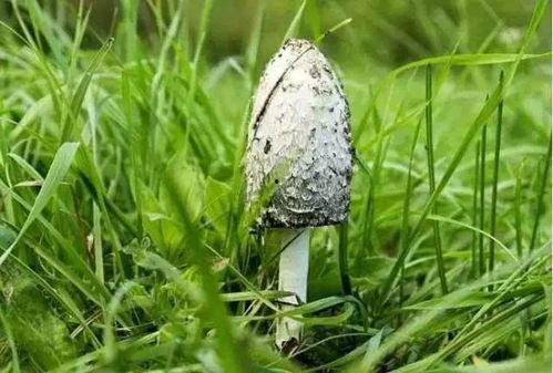 娱乐吃瓜酱菌,揭秘娱乐圈那些不为人知的幕后故事