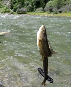 娱乐吃瓜酱钓鱼,揭秘钓鱼圈的那些事儿