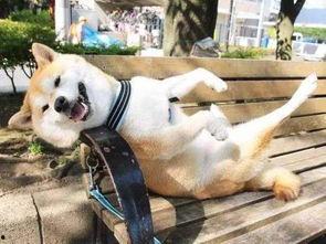 娱乐吃瓜君狗狗,揭秘娱乐圈宠物的趣味生活